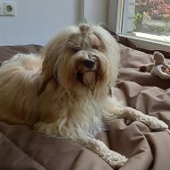 Cão escolar Luna, um Terrier tibetano